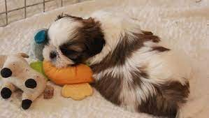 5 Important Tips For Taking Care Of Your Shih Tzu Puppy - Page 3 Of 5 - Shih  Tzu Buzz