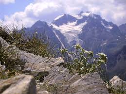 I know you so well, so well / i mean, i can do anything that he can / i've been pretty— / i know you're somewhere, somewhere / i've been trapped in my mind, girl, just. Two Songs Two Flowers Edelweiss And Erika The German Way More