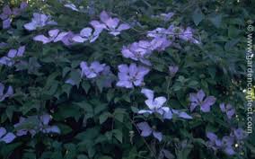Clematis 'maria louise jensen' not available: Clematis Plantguide Forest Garden Centre Matlock