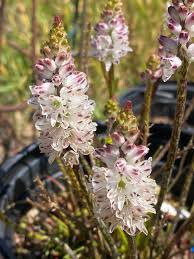 Image result for Gnidia stenophylla