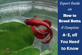 Betta fish breeding pair, cobalt blue half moon male & white/turquoise female. How To Breed Betta Fish Expert A To Z Guide All You Need To Know Breeding Betta Fish Betta Fish Betta Breeding