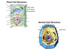 Aug 29, 2017 · centrioles. Cytology The Study Of Cells Ppt Download