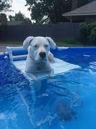 13 Dog Swimming Pool Ideas To Beat The Heat Of Summer Dog Pool Pool Decks In Ground Pools