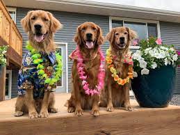 All breeds airedale terrier akita american bulldog american eskimo dog american foxhound american indian dog american pit bull terrier. About Us Our Dogs