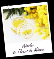 Absolue De Fleurs De Mimosa Proprietes Et Utilisations Aroma Zone