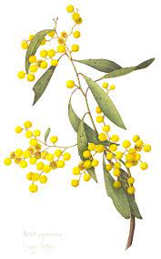 Acacia Pycnantha Golden Wattle By Cheryl Hodges Botanical Painting Australian Native Flowers Watercolor Flowers