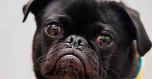 Untuk anjing yang beratnya sekitar 45kg anda cukup menuangkan satu sendok cuka di. Bagaimana Cara Menghilangkan Kutu Dari Anjing Saya 4 Tips Lain Lain Psikologi Filsafat Dan Pemikiran Tentang Kehidupan