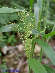 Image result for Urochloa umbellata