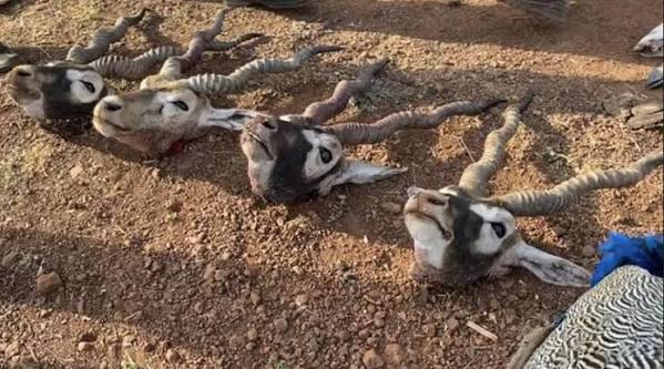 Game Hunting by Maharajas to Bushmeat Poaching: Blackbucks killed in Thousands