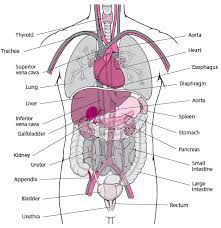 3d illustration showing organs of digestive system with highlighted pancreatic gland, view from back ribs with nerves posterior view. Tissues And Organs Fundamentals Merck Manuals Consumer Version