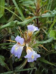Image result for Hygrophila schulli