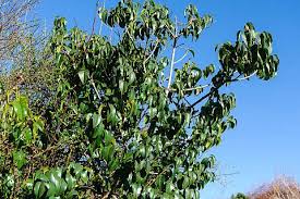 Image result for Cassinopsis ilicifolia