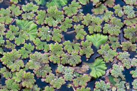 Image result for Azolla filiculoides