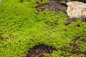 Irish moss likes a bright, indirect location away from the risk of operating heat sources or direct sunlight. Scotch Moss Arenaria Verna Care And Growing Guide