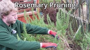 Image result for rosemary pruning