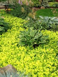 Awesome 80 Pretty Creeping Jenny For Garden Https Wartaku Net 2017 04 24 80 Pretty Creeping Jenny Garden Shade Garden Plants Shade Garden Ground Cover Plants
