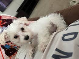 Image result for white yorkshire terrier