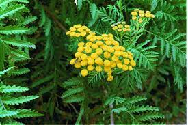 How to attract beetles into your garden. How To Attract Good Bugs To Your Garden Finegardening