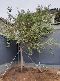 We did not find results for: Brachylaena Discolor Trees Sa