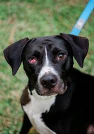 No animal will be adopted to prospective adopters who mislead or fail to provide accurate information on the adoption application. Take Me Home Adopt Rex From Wags Whiskers Pet Rescue In St Augustine