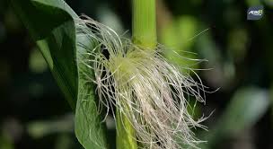 Tentatif (pukul 09.00 spesifikasi preparat gambar preparat keterangan preparat ini merupakan sayatan melintang dari daun zea mays dengan perbesaran nama preparat. Klasifikasi Dan Morfologi Jagung Yang Perlu Kita Ketahui Agroindustri