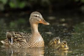 Resultado de imagen de bebedero de patos