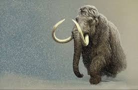 Dna Proves Mammoths Mated Beyond Species Boundaries Prehistoric Creatures Mammoth Extinct Animals