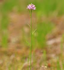 Image result for Polygala marensis