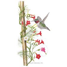 20 red cypress hummingbird vine seeds. Funny Valentine Blend Cypress Vine Seeds Flowers Botanical Interests