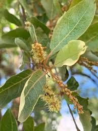 Image result for Combretum imberbe