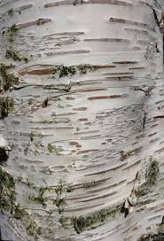 Birch Tree Bark And Stone Coupon Birch Tree Wood Bark Texture By Enchantedgal Stock On Deviantart Tree Bark Texture Tree Textures Birch Tree
