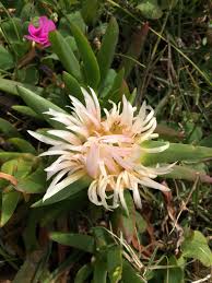 Image result for Aizoaceae