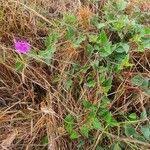 Image result for Commicarpus pedunculosus