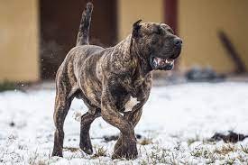 Dilaniato in casa dai suoi stessi cani. Le Razze Di Cani Da Combattimento Le Piu Diffuse E Vietate