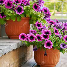 Check spelling or type a new query. Petunia Flowers Growing In Flower Pots On The Wooden Staircase Outdoors Stock Photo Picture And Royalty Free Image Image 104516551