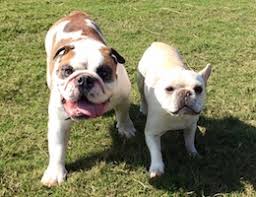 Animal health care center has a large boarding facility to lovingly care for your pet while you are away. Madison And Huntsville Al Area Pet Boarding Kennel In Madison Al The Pet Hospital Of Madison Madison Al