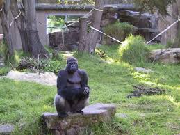 San Francisco Zoo Gorilla San Francisco Zoo Zoo Animals Gorilla