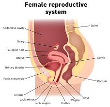 Female anatomy reproductive system carter. Elongated Labia