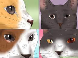 How To Treat Conjunctivitis In Cats 11 Steps With Pictures