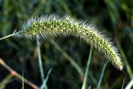 Image result for Setaria grandis