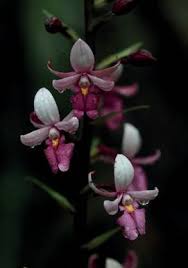 Image result for Disperis sp. nov. aff. macowanii