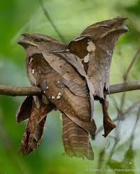 Birds And Their Nests Pictures With Names Pin De Inga Ness En Bird Watching And Such Aves Exoticas Pajaros De Vivos Colores Aves De Compania