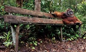 Menurut pertubuhan kesihatan sedunia , jangka hayat lelaki adalah 56 tahun dan jangka hayat wanita adalah 60 tahun (2012). Jaguarjin On Twitter Orangutan Borneo Animals