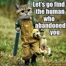 5 Mark Mustang Mustang67mark Twitter Funny Cat Pictures Funny Cats And Dogs Funny Animals
