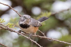 Image result for Lindackeria poggei