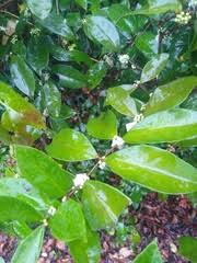 Image result for Aneulophus