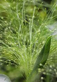 Panicum Frosted Explosion Photographer Rachel Myers An Annual Grass Sometimes Described As Perennial That Is Aptly Ornamental Grasses Grass Textures Grass