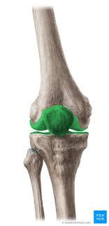 Knee ligament injuries stanford health care. Knee Joint Anatomy Ligaments And Movements Kenhub
