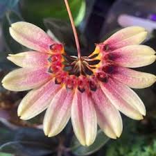 Image result for Bulbophyllum stolzii