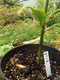 みょうがに肥料は必要 みょうがの栽培について Greensnap グリーンスナップ